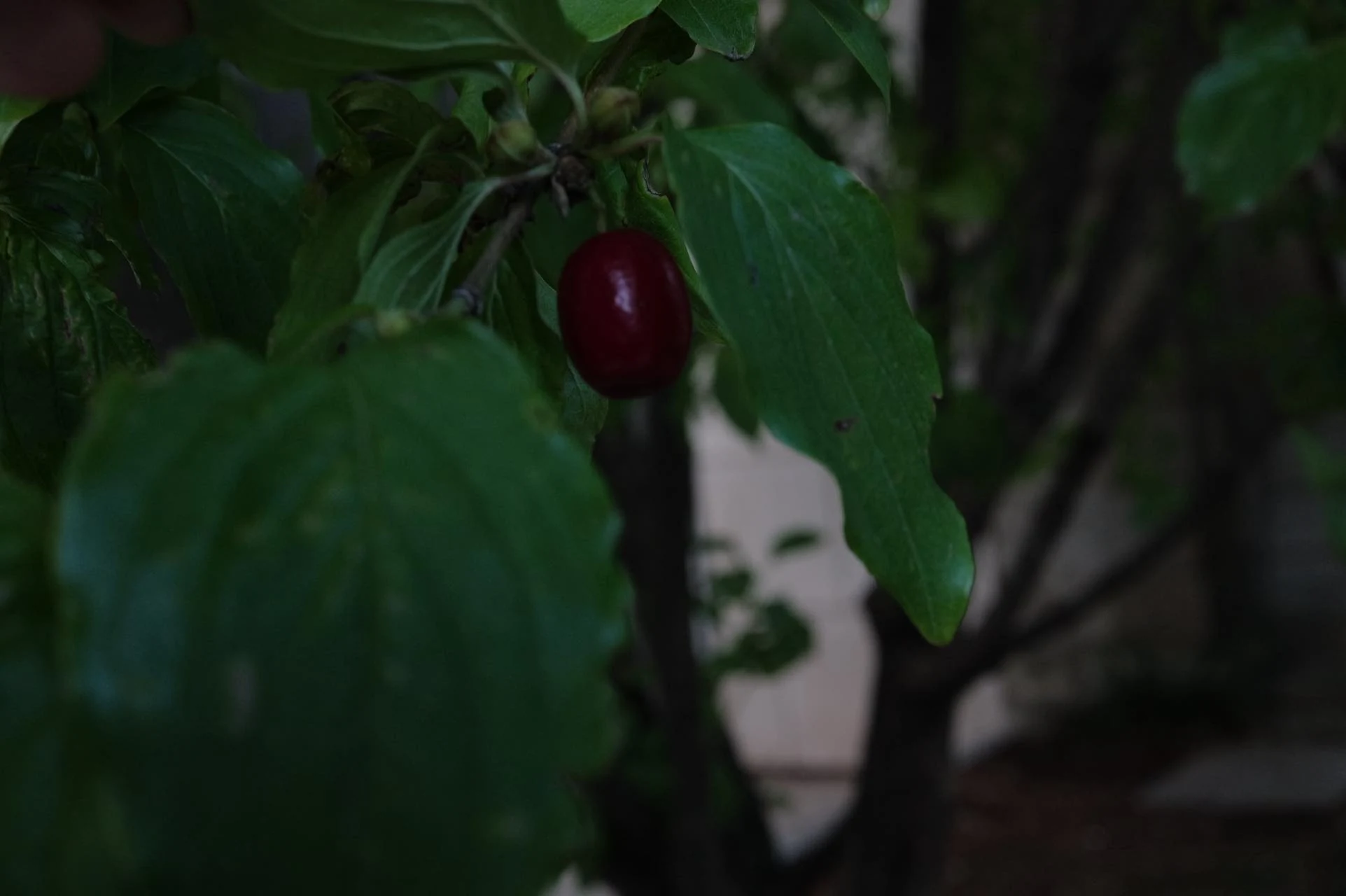 Plant photograph for Echoes in the Leaves