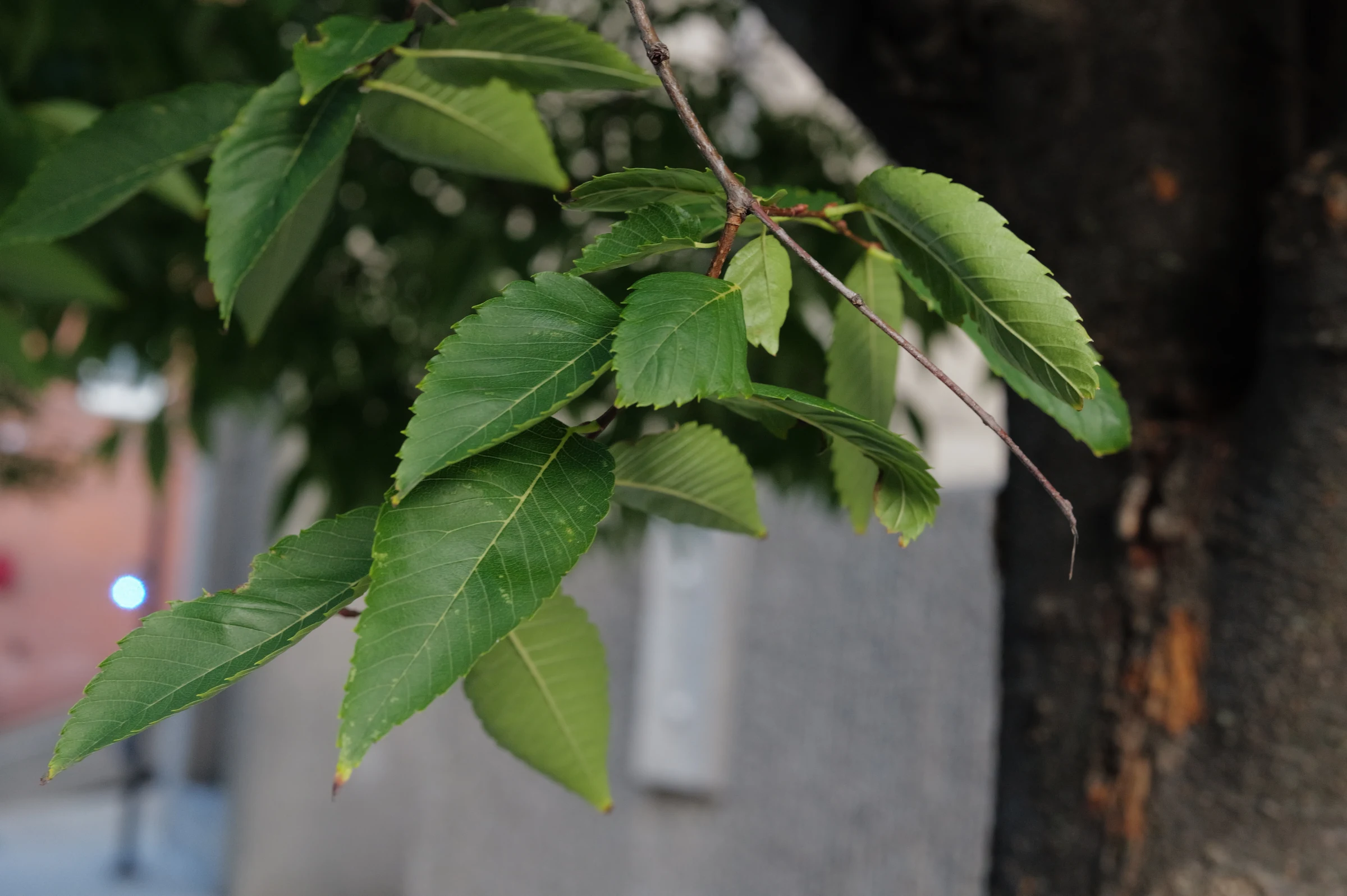 Plant photograph for Roots in Transit